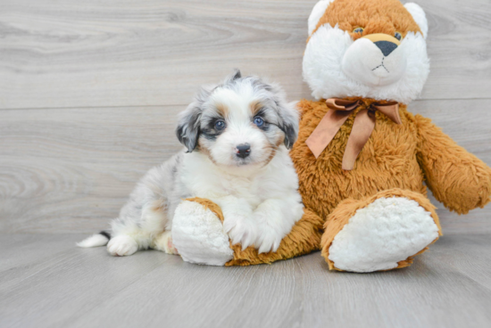 Mini Aussiedoodle Pup Being Cute