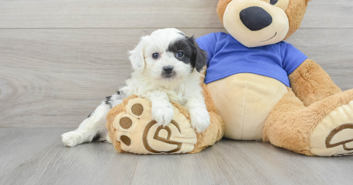 Petite Mini Aussiedoodle Mandy: 3lb 10oz Doodle Puppy