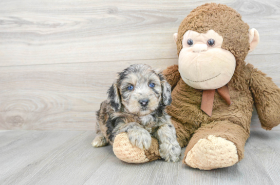 Best Mini Aussiedoodle Baby