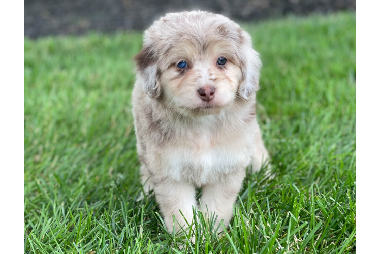 Meet Marsha - our Mini Aussiedoodle Puppy Photo 1/4 - Premier Pups