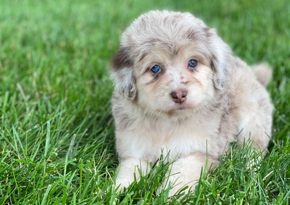 Meet Marsha - our Mini Aussiedoodle Puppy Photo 4/4 - Premier Pups