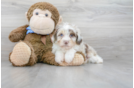 Meet Marvel - our Mini Aussiedoodle Puppy Photo 1/3 - Premier Pups