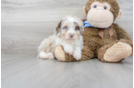 Meet Marvel - our Mini Aussiedoodle Puppy Photo 2/3 - Premier Pups