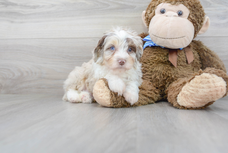 Meet Marvel - our Mini Aussiedoodle Puppy Photo 2/3 - Premier Pups