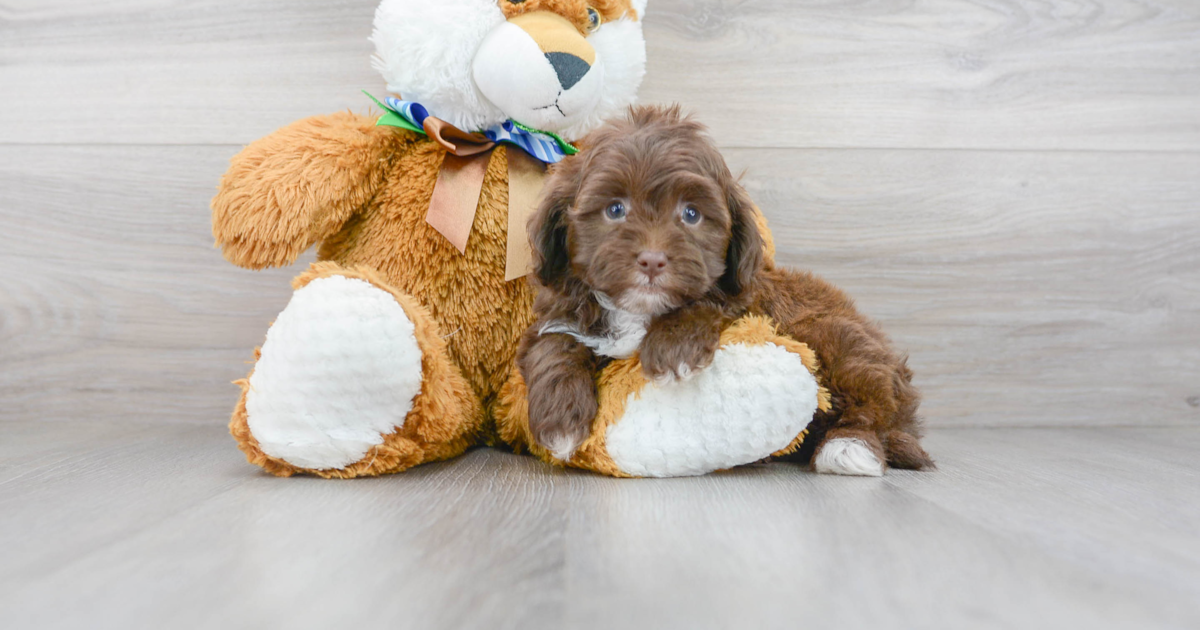 The Toy Goldendoodle: Your Complete Guide To The Miniature Marvel Of  Cuteness - PawSafe