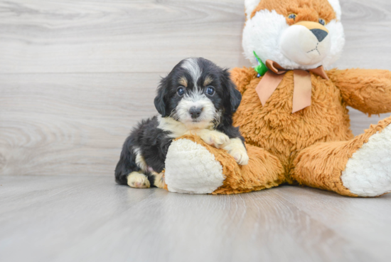 Little Aussiepoo Poodle Mix Puppy