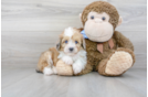 Meet Maybach - our Mini Aussiedoodle Puppy Photo 2/3 - Premier Pups