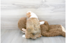 Meet Maybach - our Mini Aussiedoodle Puppy Photo 3/3 - Premier Pups
