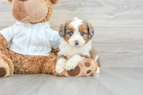 Hypoallergenic Aussiepoo Poodle Mix Puppy