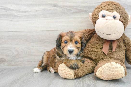 Petite Mini Aussiedoodle Poodle Mix Pup