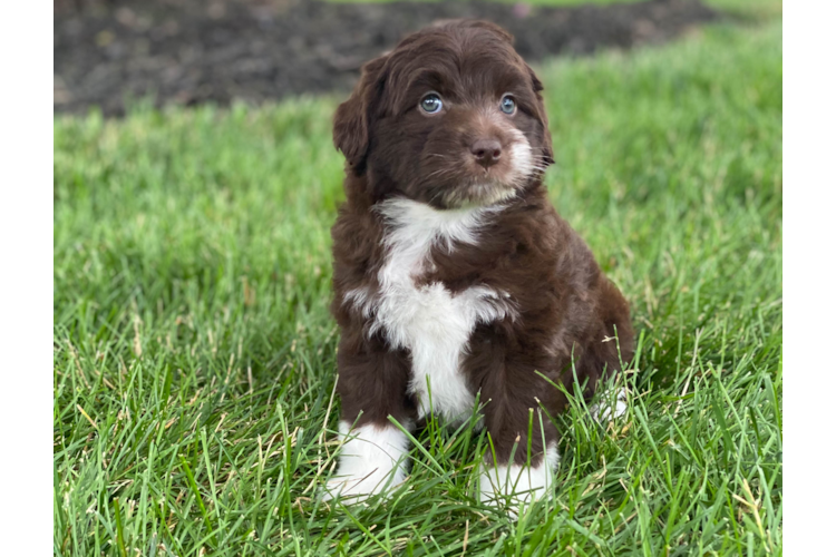 MINI AUSSIEDOODLE PUPPY