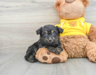9 week old Mini Aussiedoodle Puppy For Sale - Premier Pups