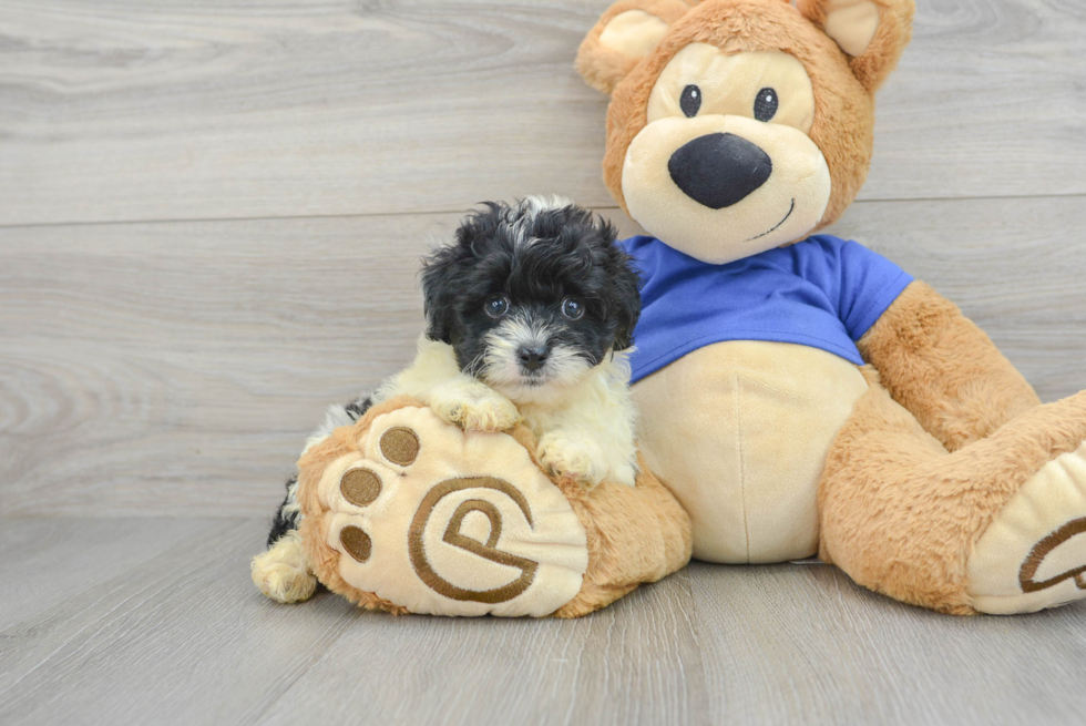 Sweet Mini Aussiedoodle Nadia 2lb 9oz Doodle Puppy