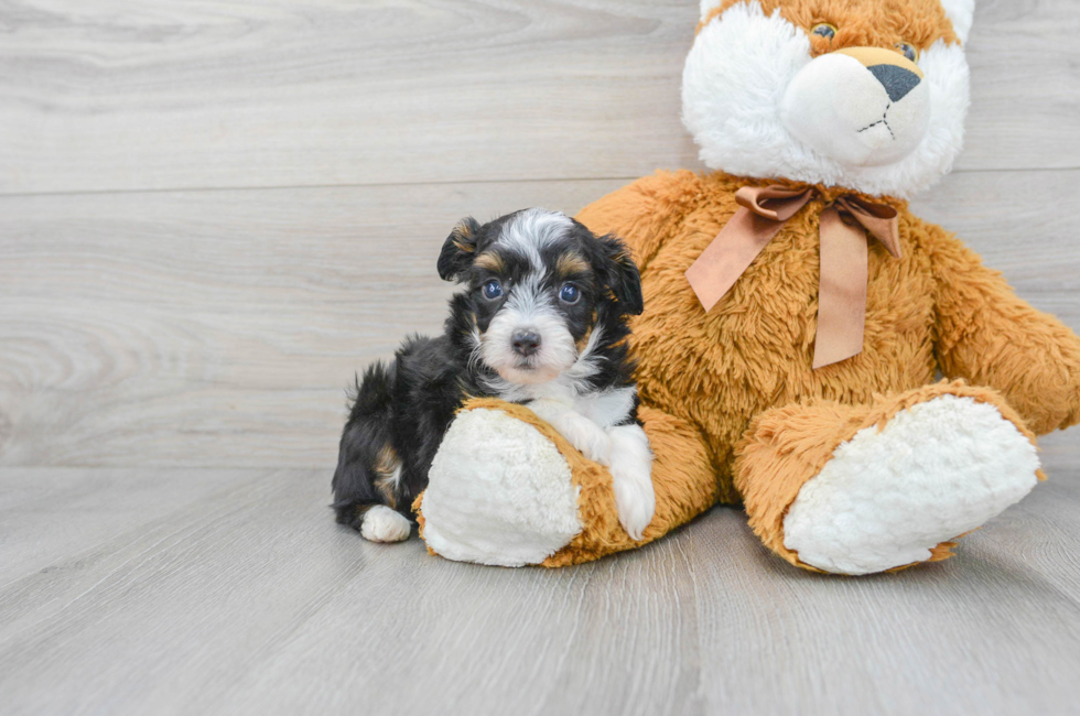 6 week old Mini Aussiedoodle Puppy For Sale - Premier Pups