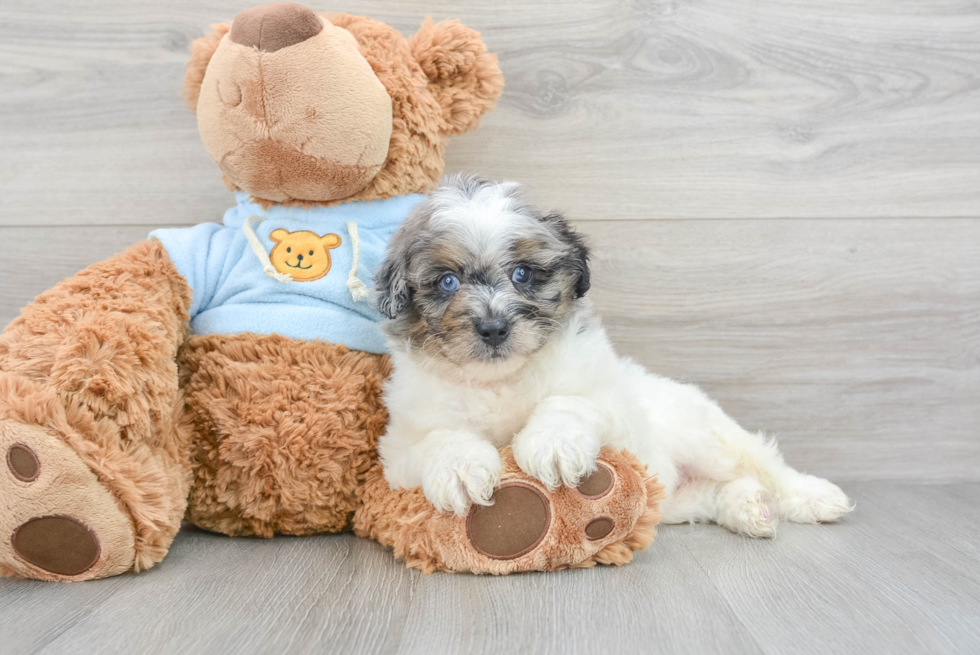 Smart Mini Aussiedoodle Neo 5lb 10oz Doodle Puppy