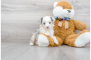 Meet Neo - our Mini Aussiedoodle Puppy Photo 1/3 - Premier Pups