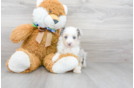 Meet Neo - our Mini Aussiedoodle Puppy Photo 2/3 - Premier Pups