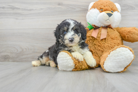 Fluffy Mini Aussiedoodle Poodle Mix Pup