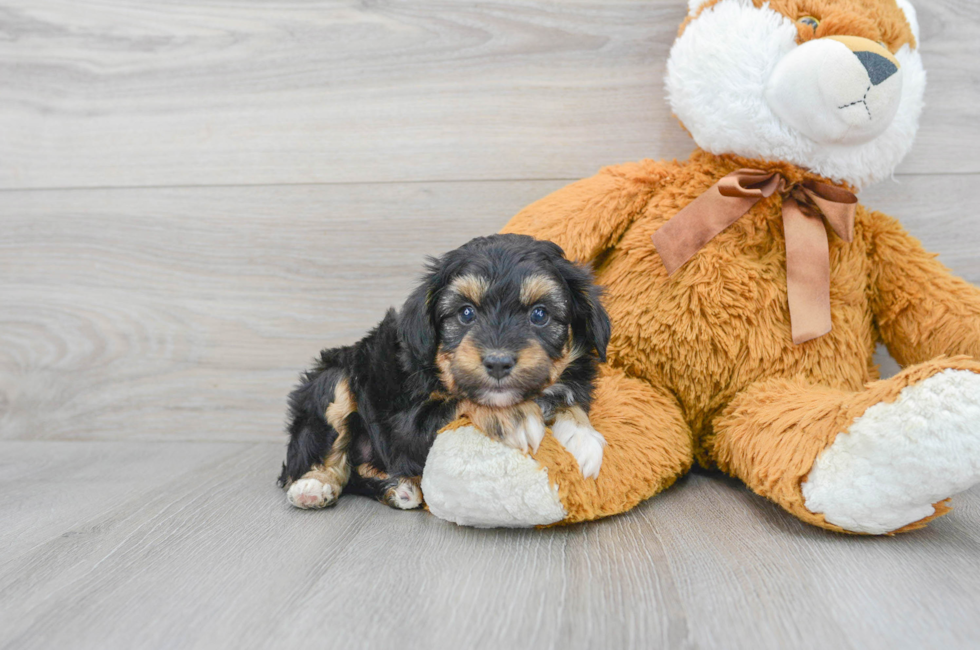6 week old Mini Aussiedoodle Puppy For Sale - Premier Pups