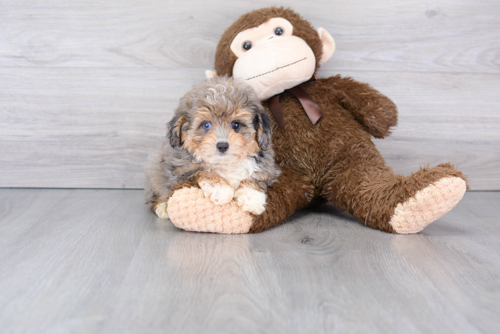 Hypoallergenic Aussiepoo Poodle Mix Puppy