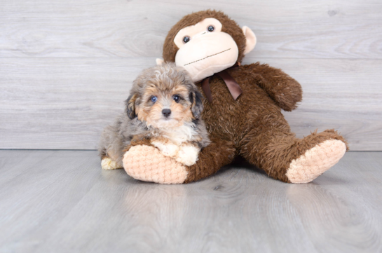 Hypoallergenic Aussiepoo Poodle Mix Puppy