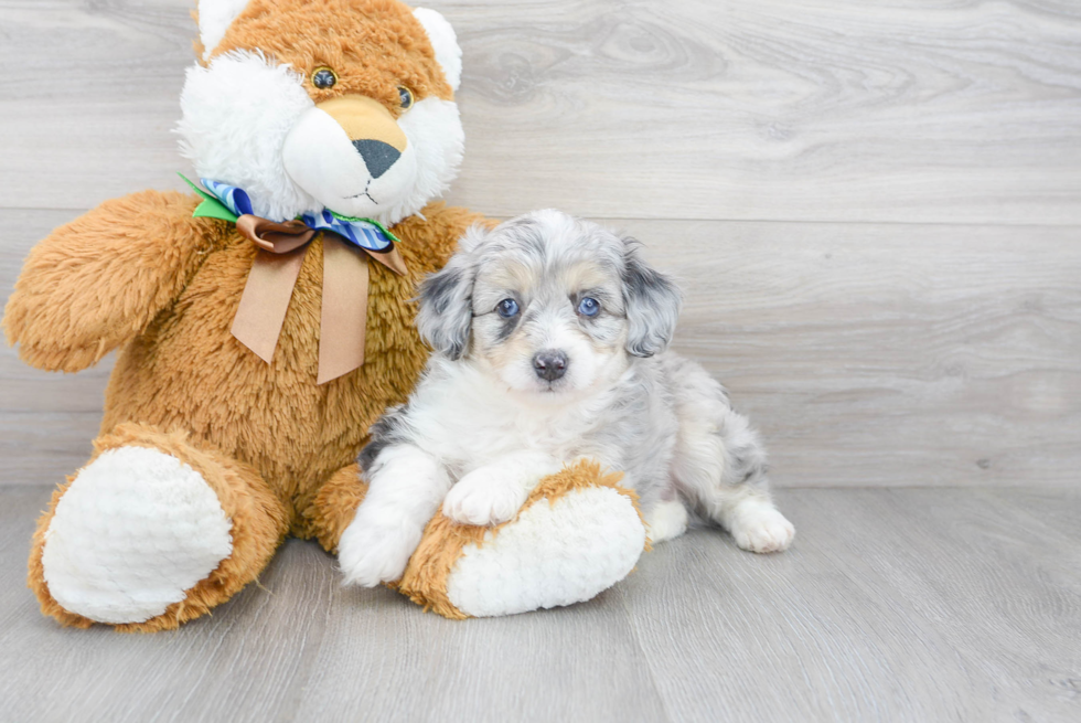 Meet Nico - our Mini Aussiedoodle Puppy Photo 1/3 - Premier Pups