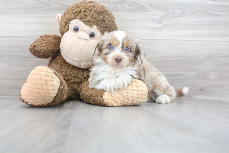 Meet Nico - our Mini Aussiedoodle Puppy Photo 1/3 - Premier Pups