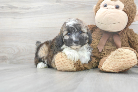 Mini Aussiedoodle Pup Being Cute