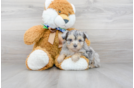 Meet Norah - our Mini Aussiedoodle Puppy Photo 1/3 - Premier Pups