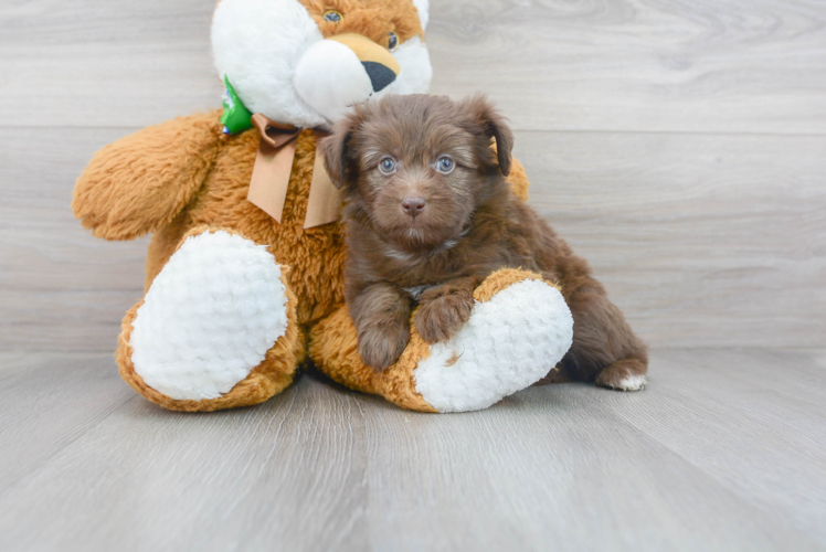 Meet Norah - our Mini Aussiedoodle Puppy Photo 1/2 - Premier Pups