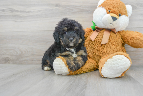 Mini Aussiedoodle Puppy for Adoption