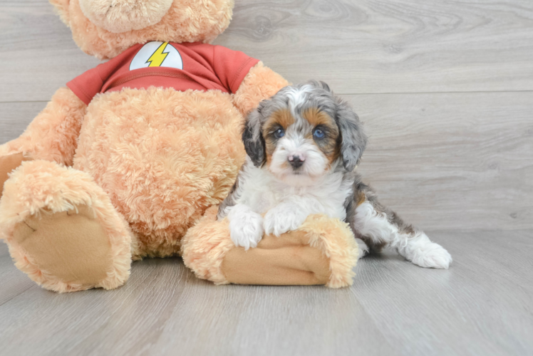 Little Mini Aussiedoodle Osaka 4lb 8oz Doodle Puppy