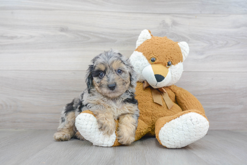 Meet Eddee - our Mini Aussiedoodle Puppy Photo 2/3 - Premier Pups
