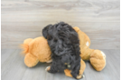 Popular Mini Aussiedoodle Poodle Mix Pup