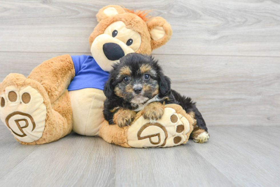 Cute Mini Aussiedoodle Baby