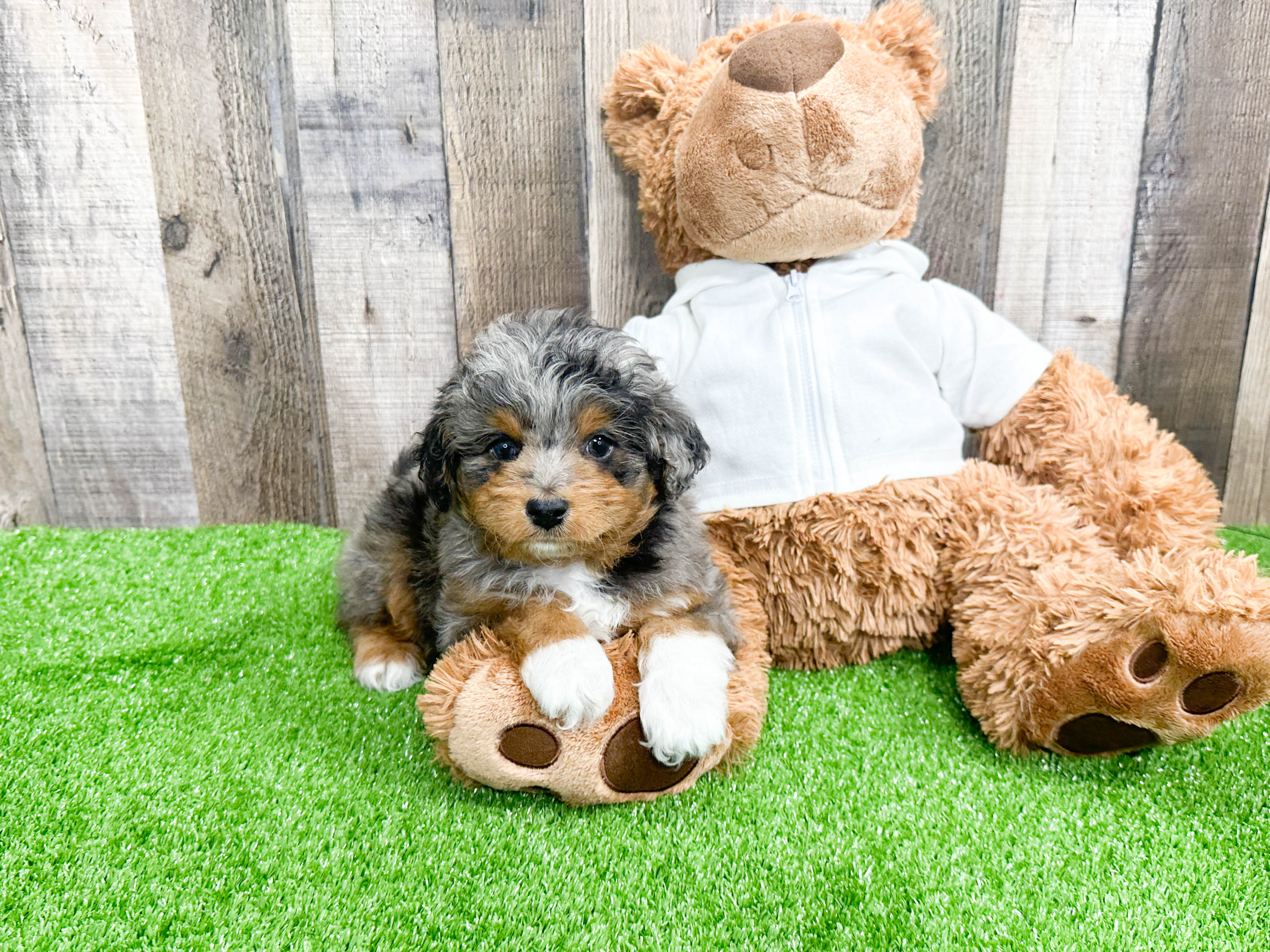 Small Mini Aussiedoodle Panerai 4lb 10oz Doodle Puppy