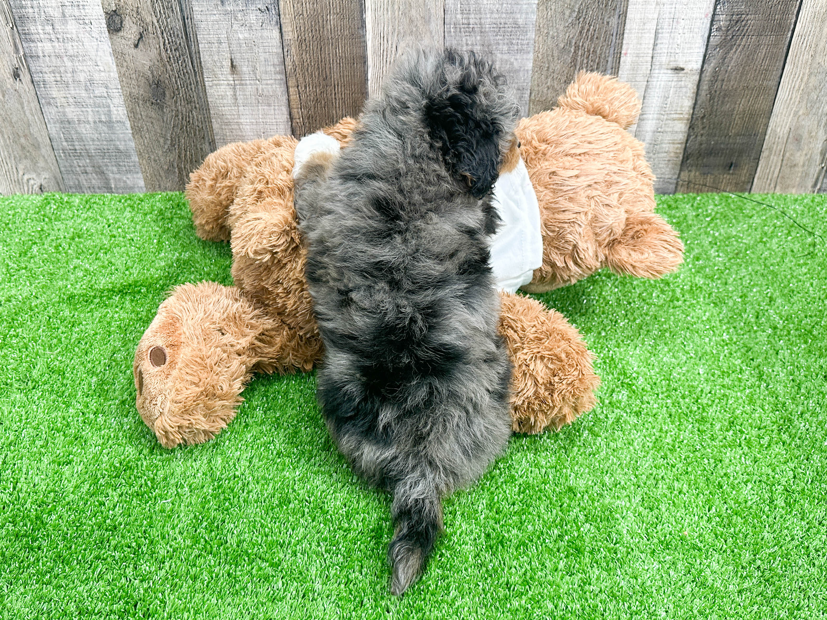 Small Mini Aussiedoodle Panerai 4lb 10oz Doodle Puppy