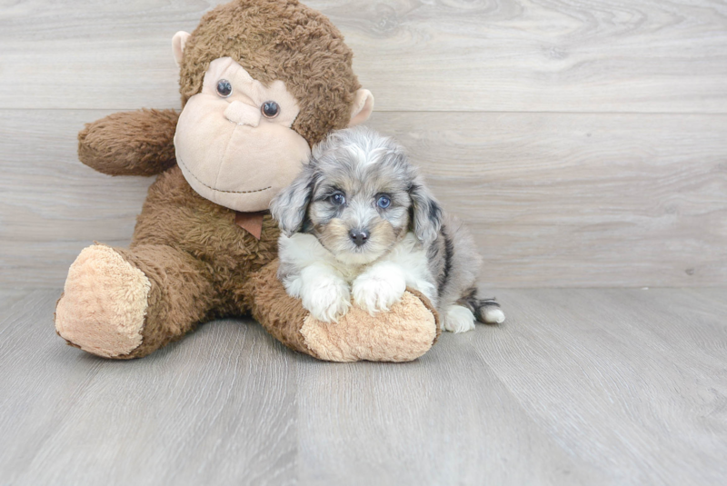 Meet Panerai - our Mini Aussiedoodle Puppy Photo 1/3 - Premier Pups