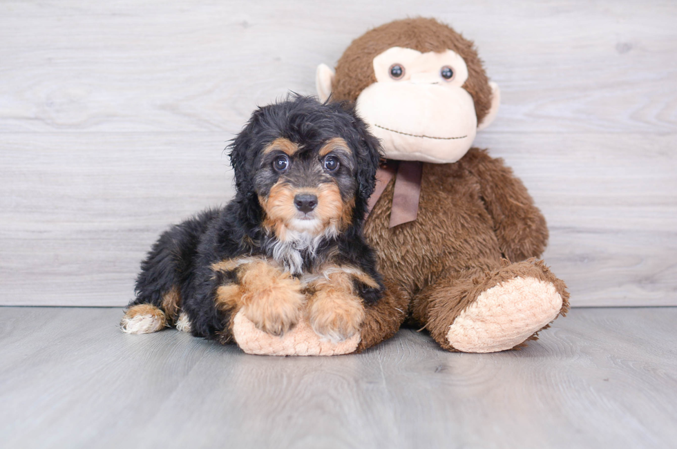 8 week old Mini Aussiedoodle Puppy For Sale - Premier Pups