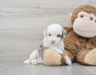 8 week old Mini Aussiedoodle Puppy For Sale - Premier Pups