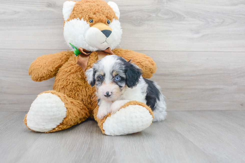 Meet Piada - our Mini Aussiedoodle Puppy Photo 2/3 - Premier Pups