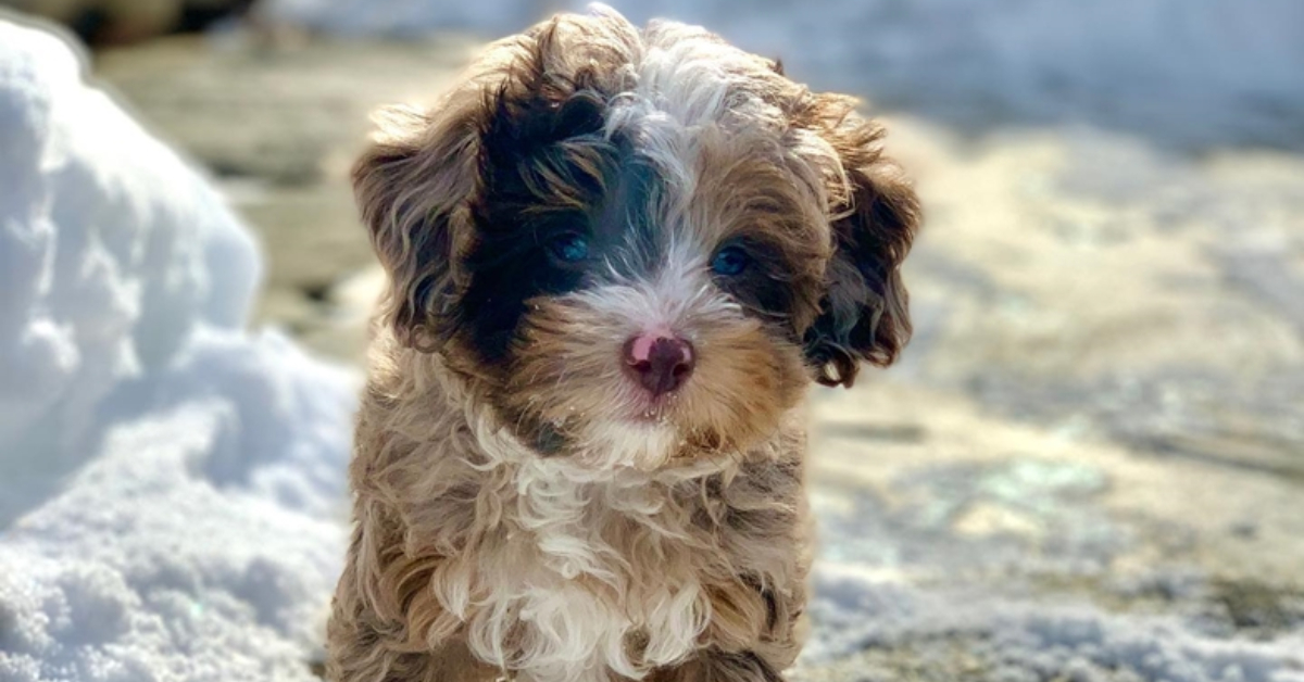 Micro store mini aussiedoodle