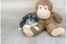 Meet Plato - our Mini Aussiedoodle Puppy Photo 2/3 - Premier Pups