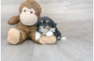 Meet Plato - our Mini Aussiedoodle Puppy Photo 1/3 - Premier Pups