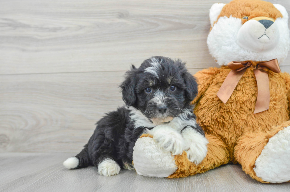 6 week old Mini Aussiedoodle Puppy For Sale - Premier Pups