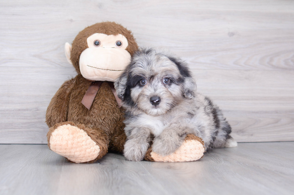 8 week old Mini Aussiedoodle Puppy For Sale - Premier Pups