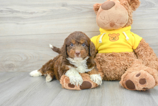 Adorable Aussiepoo Poodle Mix Puppy