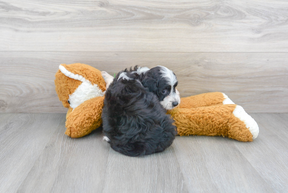 Meet Pongo - our Mini Aussiedoodle Puppy Photo 3/3 - Premier Pups