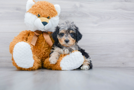 Friendly Mini Aussiedoodle Baby