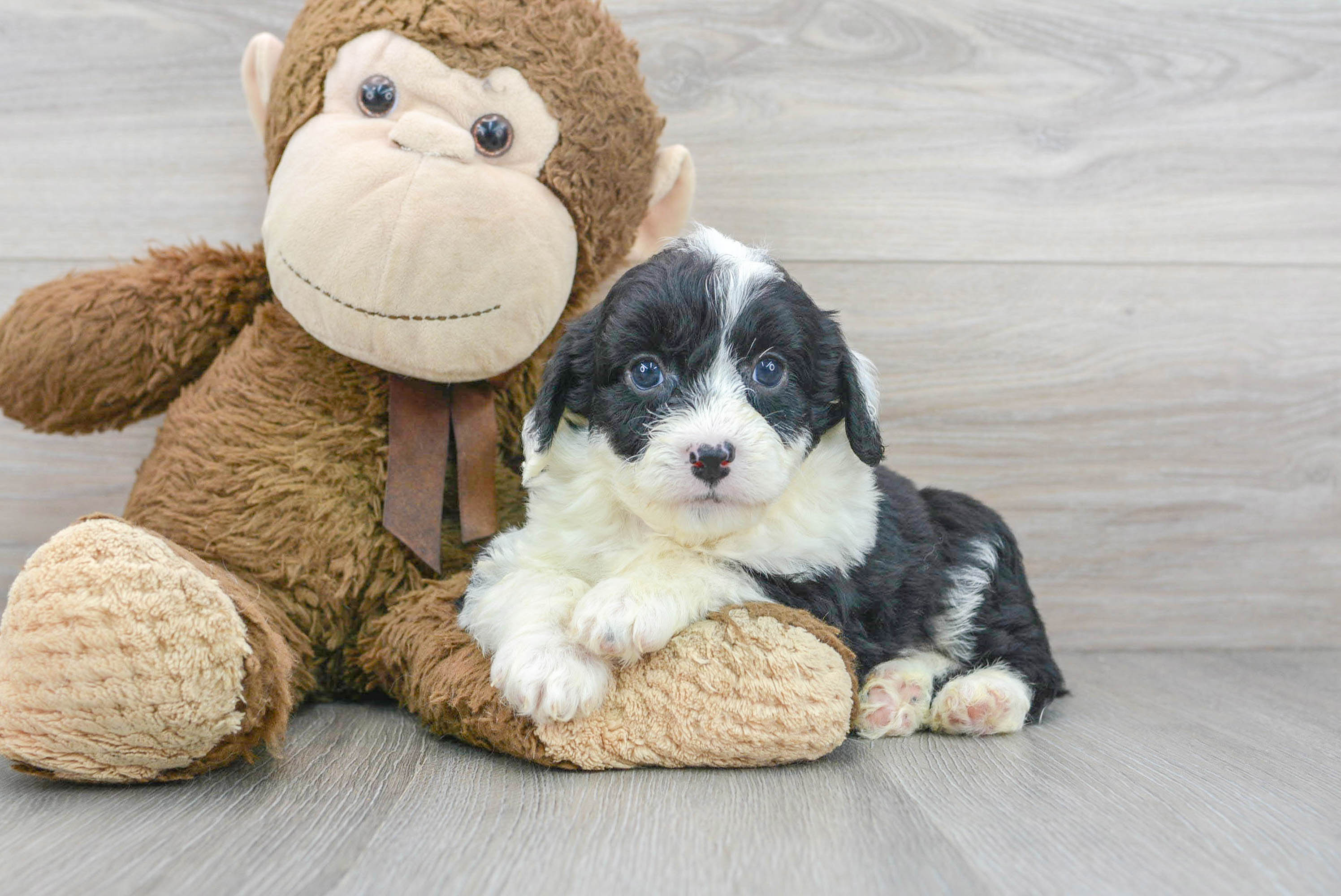 micro aussiedoodle puppies for sale